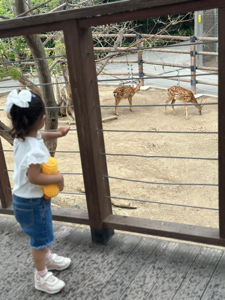 watching deer at Baku Zoo