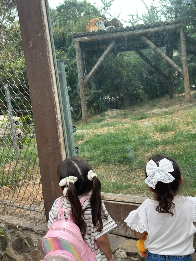 watching tiger at Baku Zoo